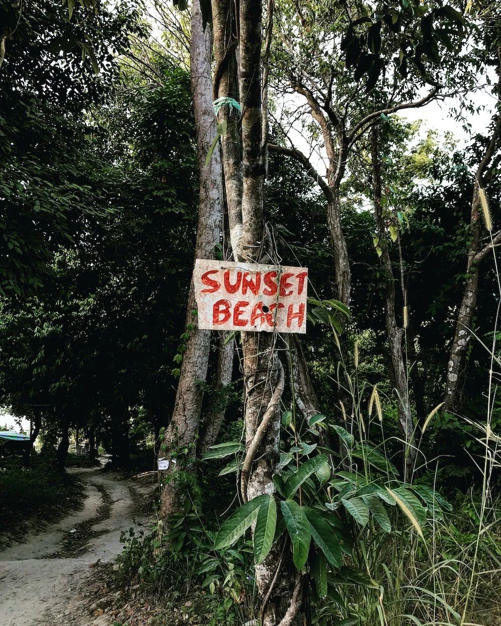 恋恋丽贝岛，人狗情未了|KohLipe