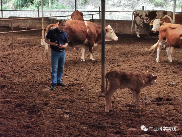 肉牛育肥成本和利润,2022年育肥牛养殖利润