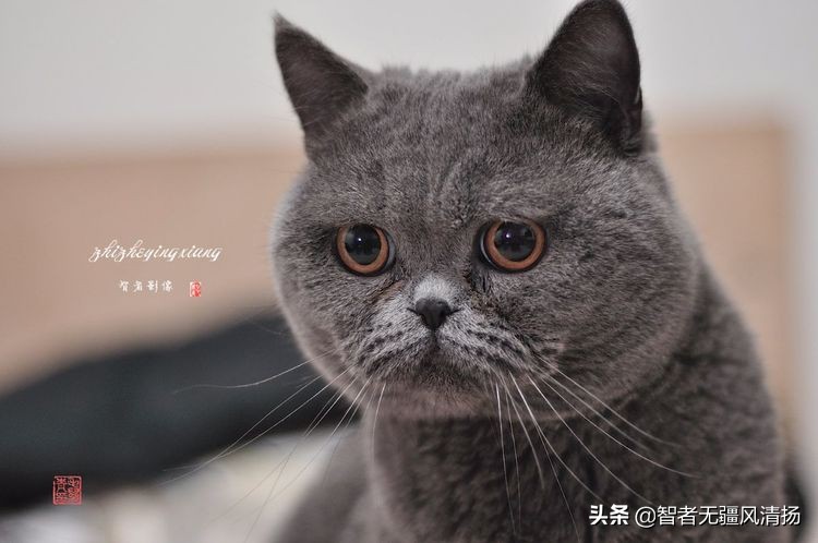蓝猫是英国短毛猫吗,蓝猫是外国的还是中国的