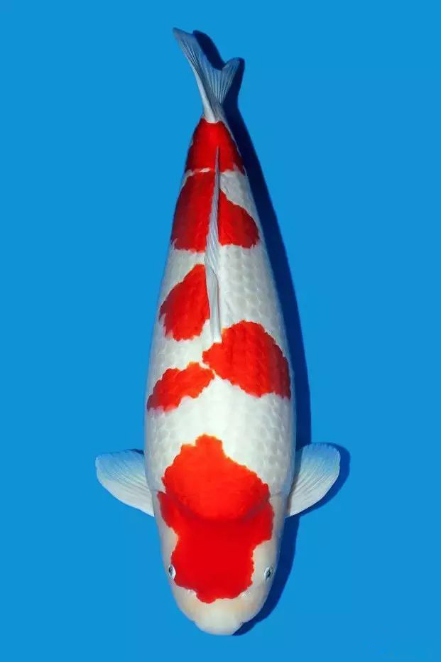 锦鲤沉底不吃食什么原因,锦鲤快速游动又蹭缸怎么回事