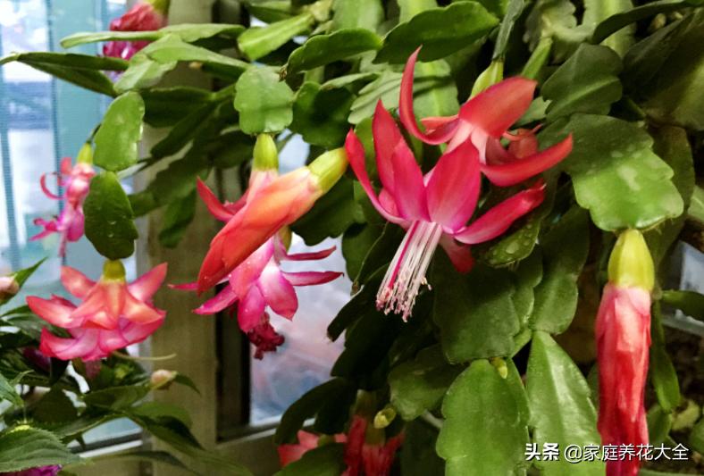 干湿循环土干到什么程度浇水,花盆土壤比较湿润需要浇水吗