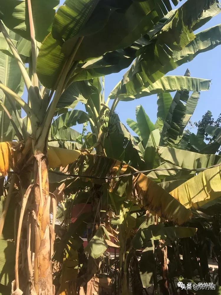 柬埔寨游记600字,柬埔寨游记美篇