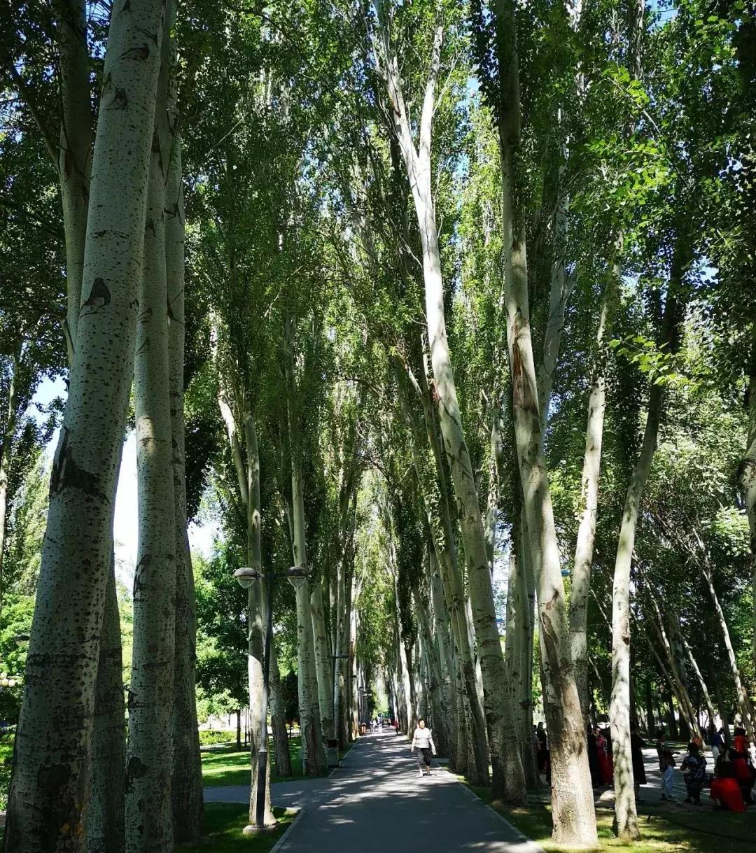 美丽伊宁市美景,美丽的伊宁城市