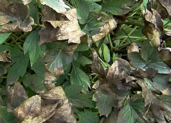 牡丹病最佳治疗方法,牡丹鹦鹉的病害和治疗方法