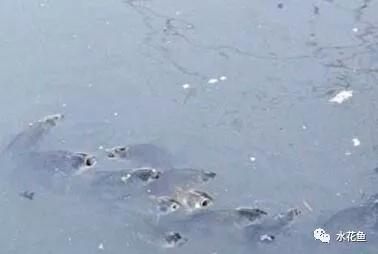 纯氧对水产养殖的影响,水产养殖缺镁吗