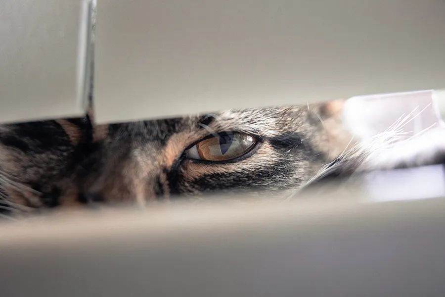 猫狗的世界是黑白的么,猫狗看到的世界是什么颜色的