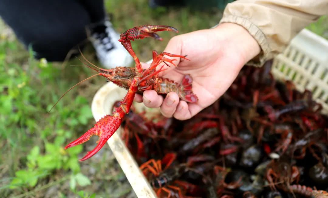 2019年养小龙虾怎样,2024年小龙虾怎么养