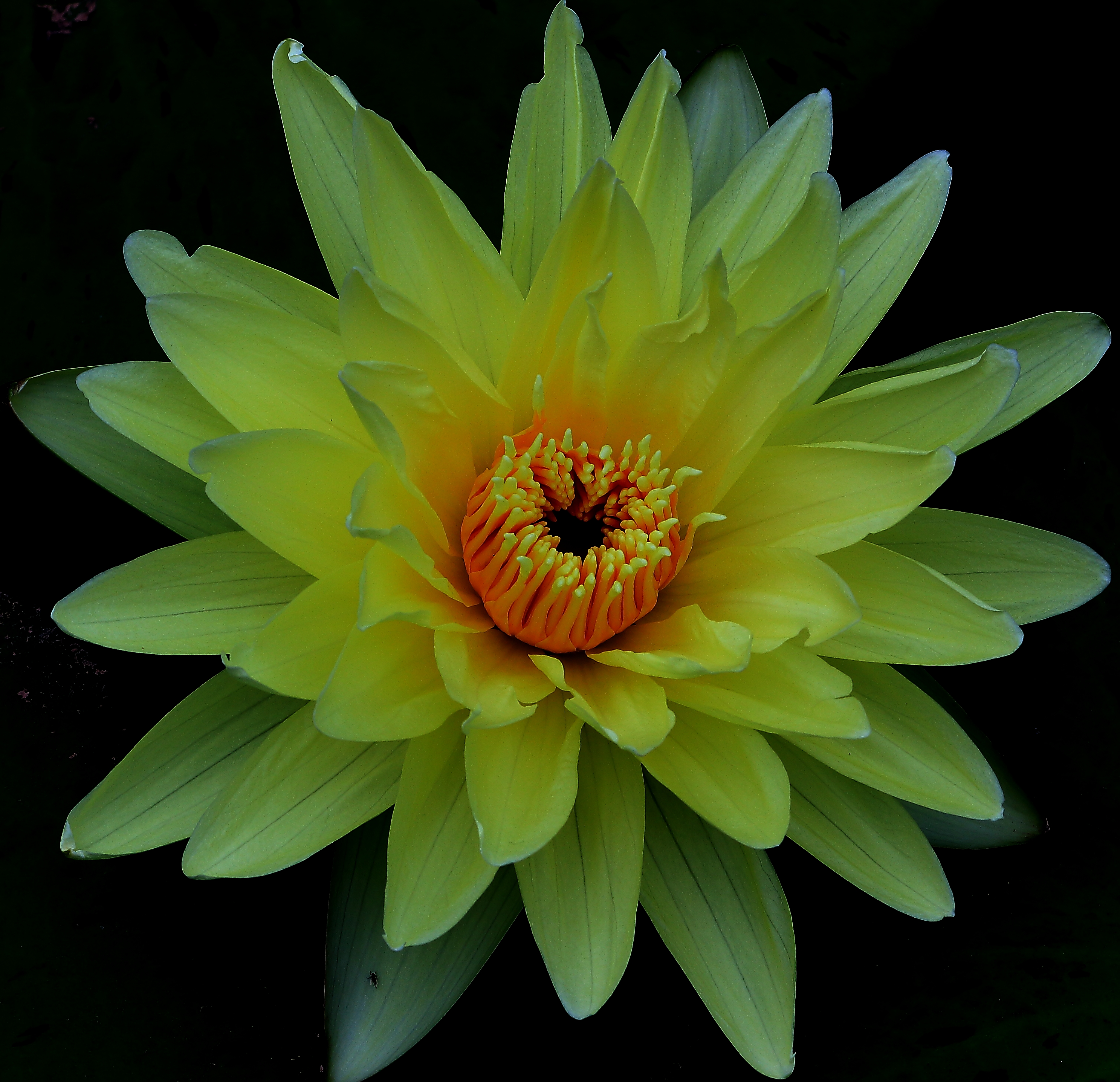 睡莲出尘的美,蔚蓝之美睡莲