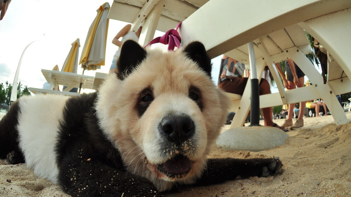 “喜怒无常”的松狮犬，出现咬人行为的6大原因