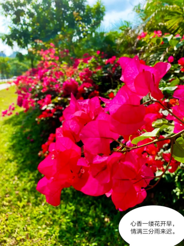 芒种种出新希望,芒种和幸福播种