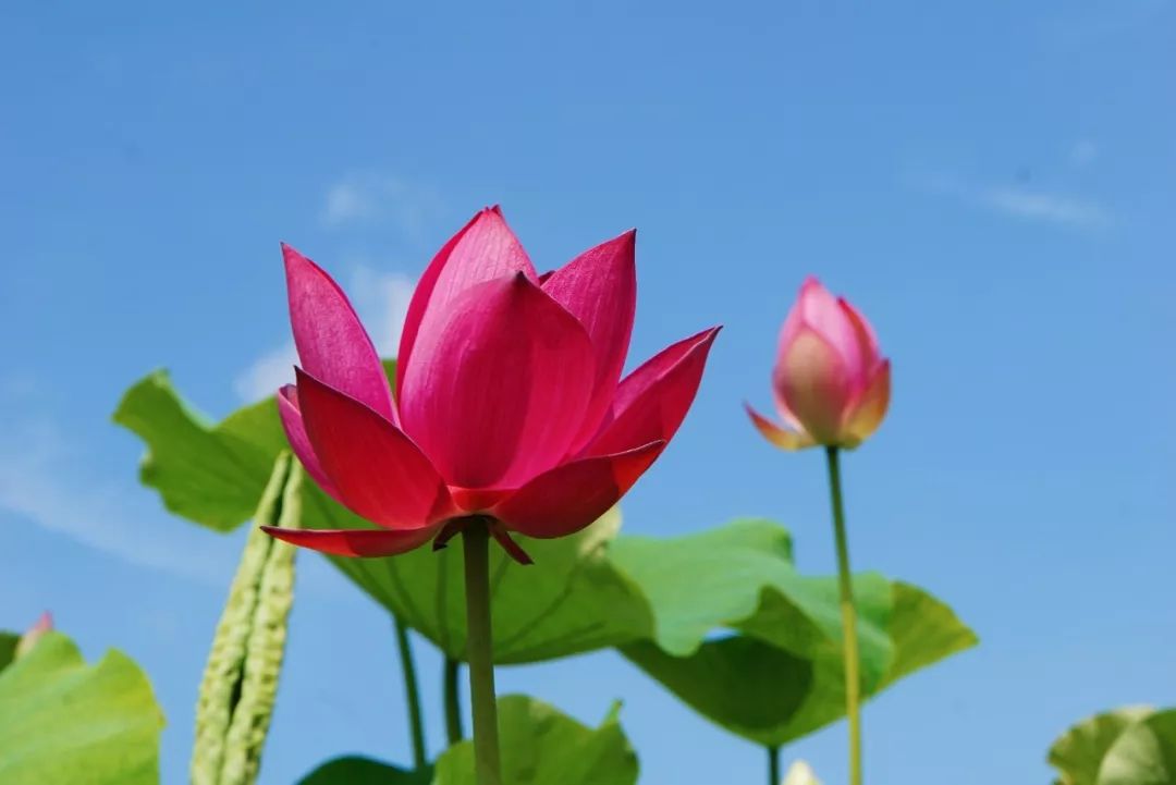 苏州赏荷花地方,美翻南湖景区