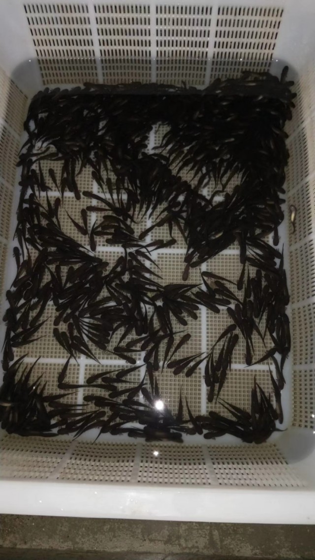 稀有淡水鱼苗批发,人工养殖的娃娃鱼苗批发