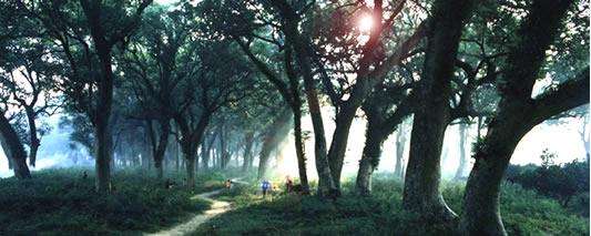 中国第一古樟树林,樟树千年古樟