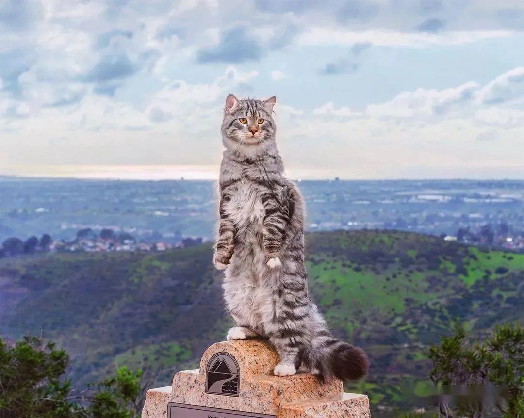 喵界的“荒野猎人”，被人误会多年，其实它才是俄罗斯的国猫