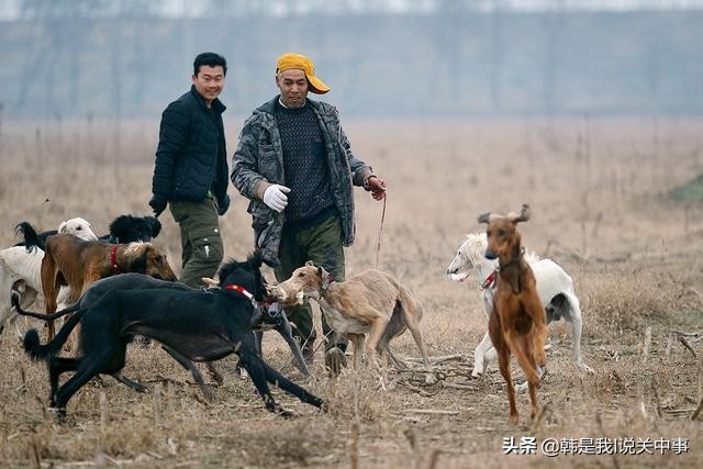 细狗撵兔视频最新精彩瞬间,关中细狗撵兔历史
