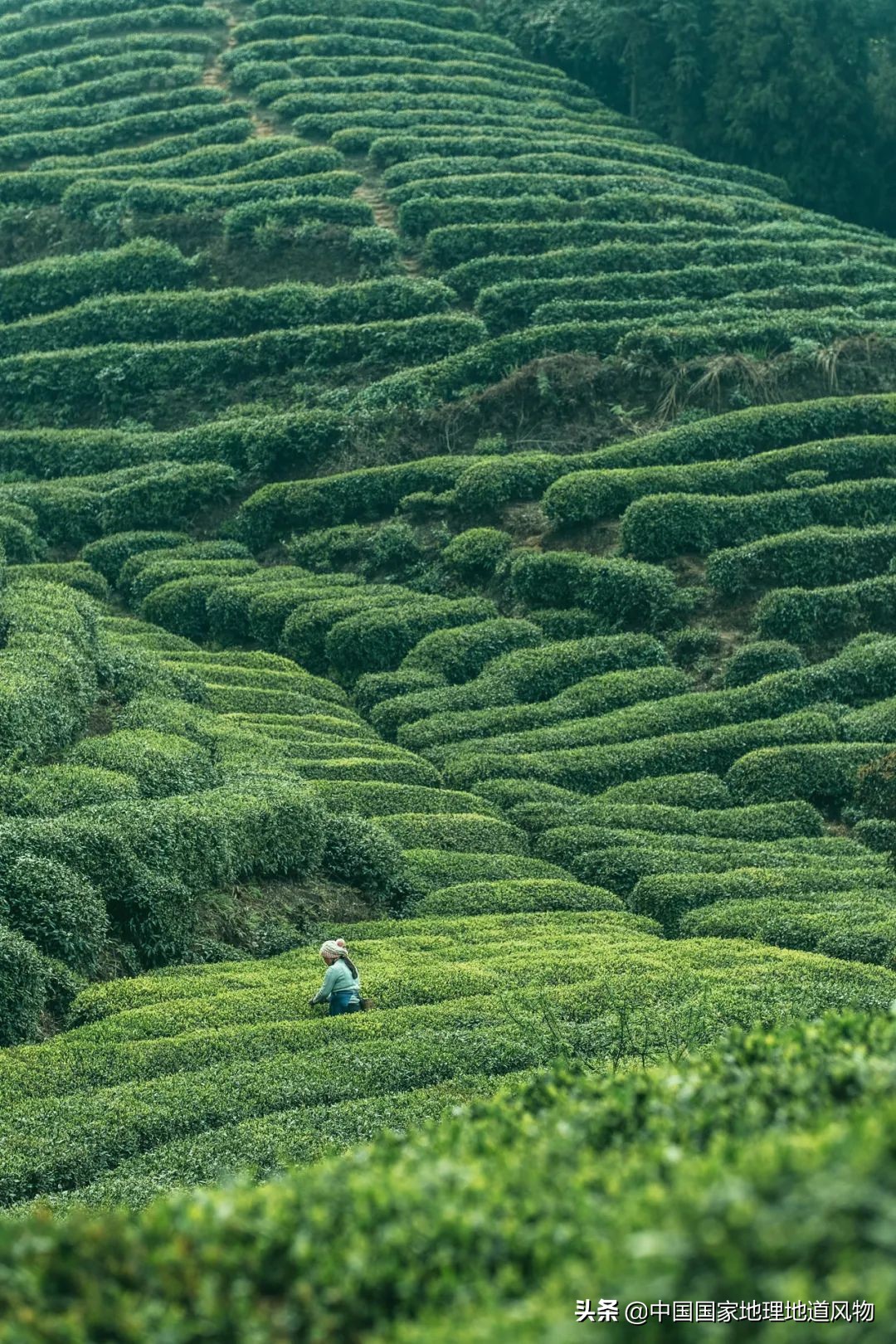 中国茶叶分布图,中国茶区详细分布图
