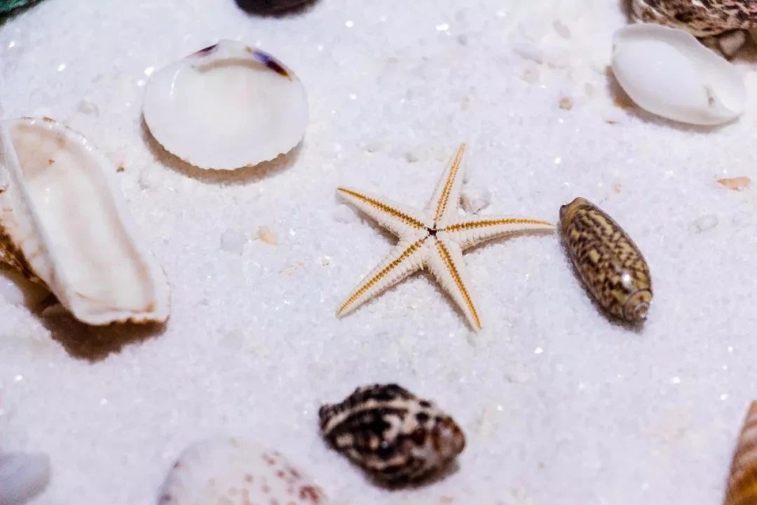 深圳这27个热门游玩地，坐2号线全都能到