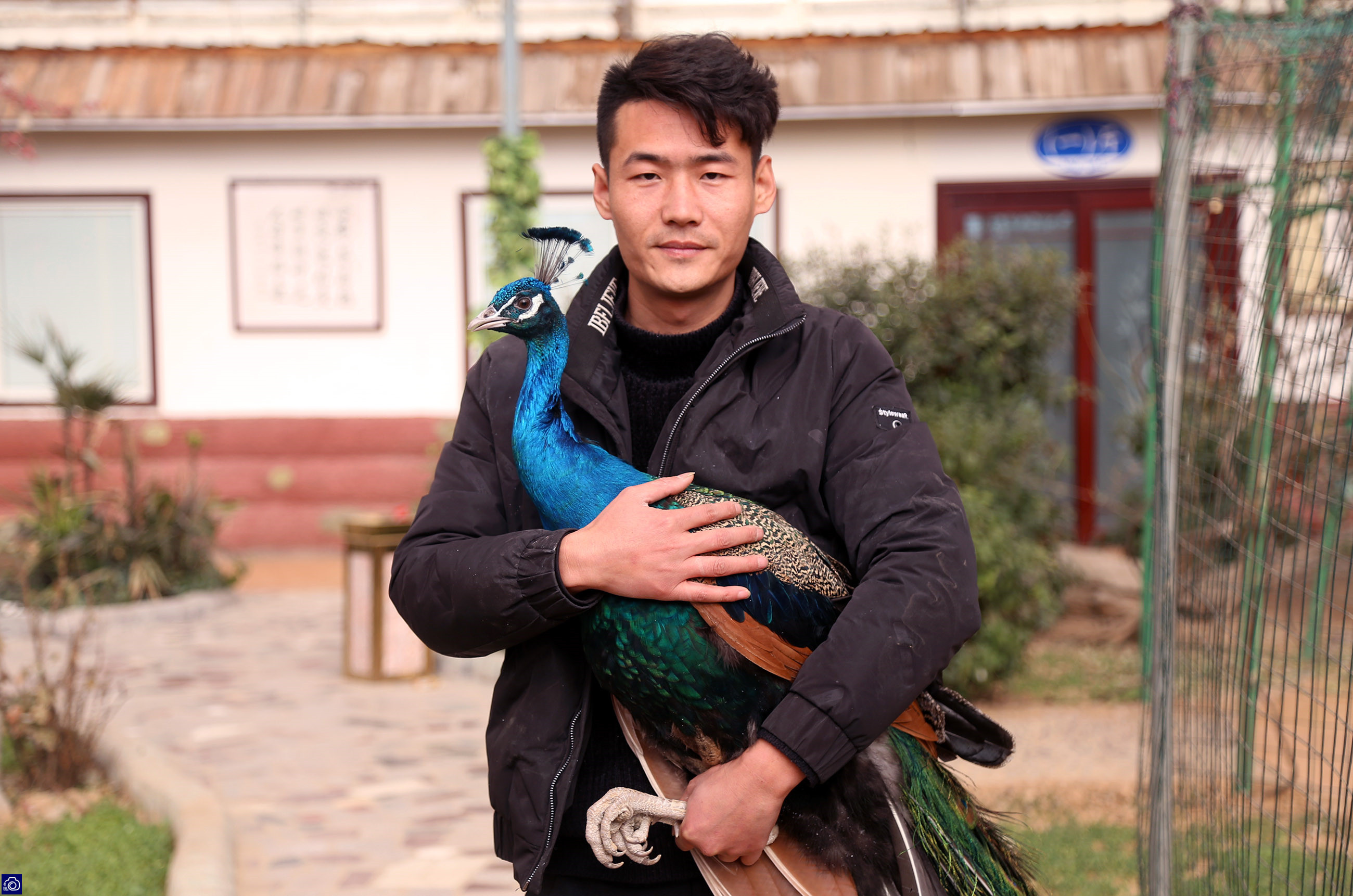 在家里养了差不多十几只孔雀,养孔雀150只