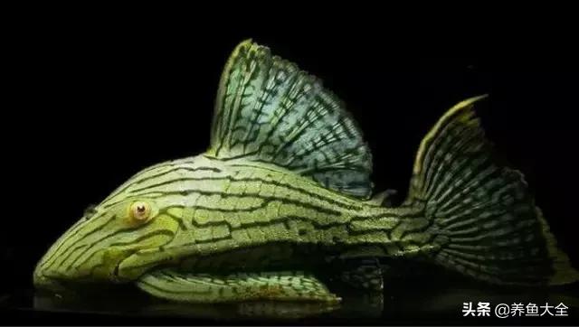 异型鱼饲养指南,异型鱼饲养方法