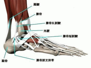 小腿肌肉外翻骨头是弯的,小腿外翻有明显的肌肉腿怎么办