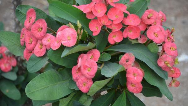 养虎刺方法,养刺梅的技巧