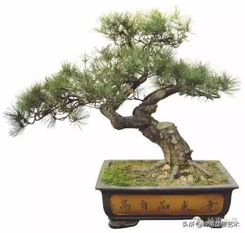 盆景造型图解黑松盆景,盆景黑松怎么养护