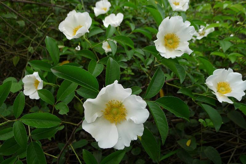 20种常见花草黑名单,40种常见花草