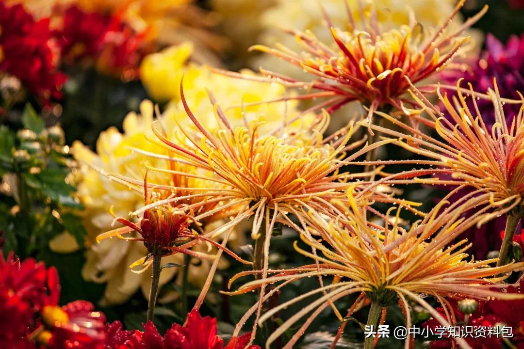 当花遇见诗词每一朵花开都是春天,当花遇上诗词每一朵花开都是春天