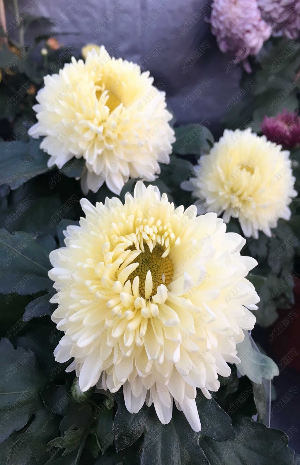 生活中常见的花语大全,生活中常见花卉花语