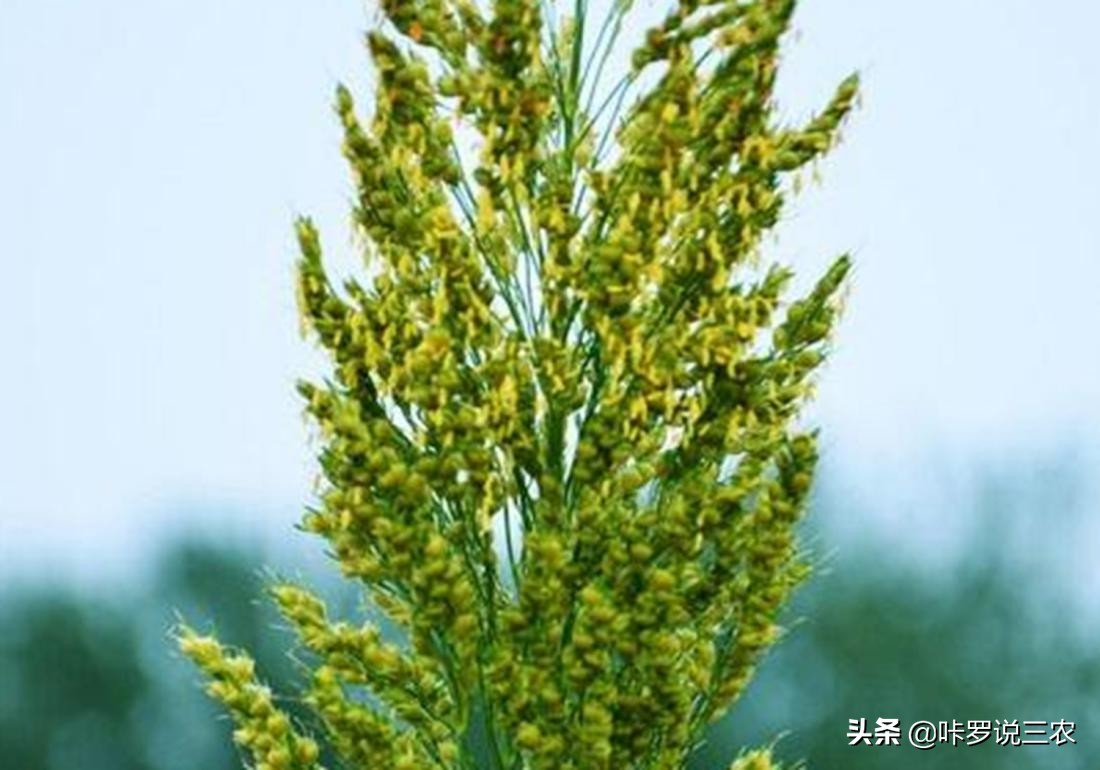 高粱得了黄蚜用什么药,高粱根蚜的防治方法