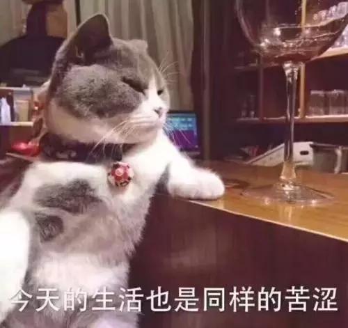 有没有办法让猫咪拉屎不臭,猫咪嘴臭是怎么回事