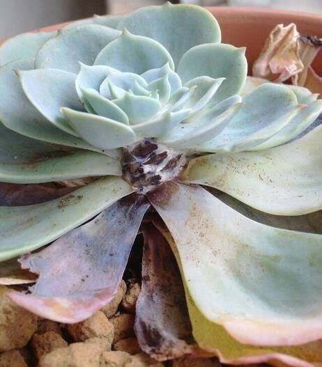 多肉植物黑死病怎么治,多肉腐黑了怎么救活