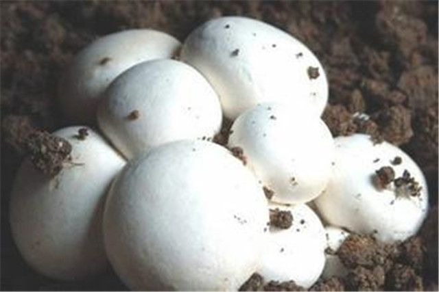 蘑菇栽培技术和管理,蘑菇栽培技术指导视频