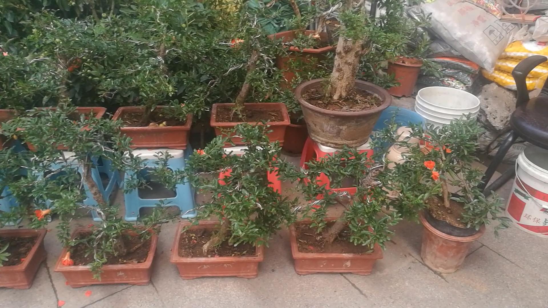 2020年北京观赏鱼批发市场夜市,观赏鱼夜市北京