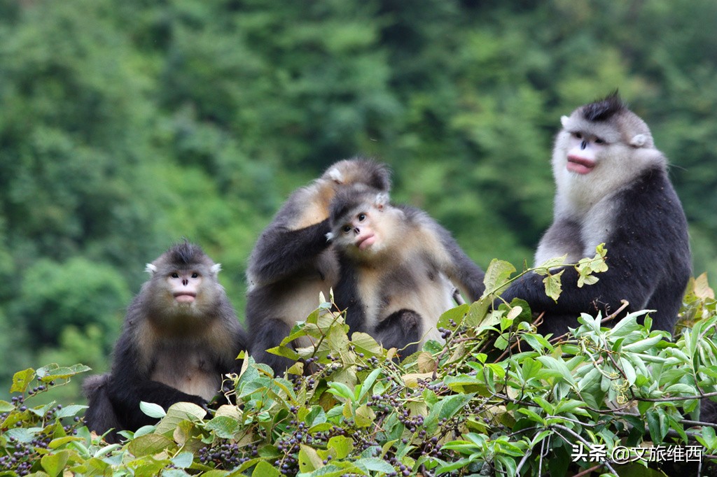 云南极边之城旅游攻略,云南不费脑的旅游攻略