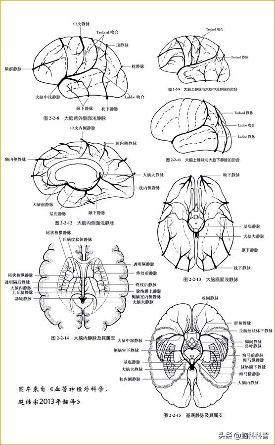 脑静脉分为深浅两支,脑静脉解剖