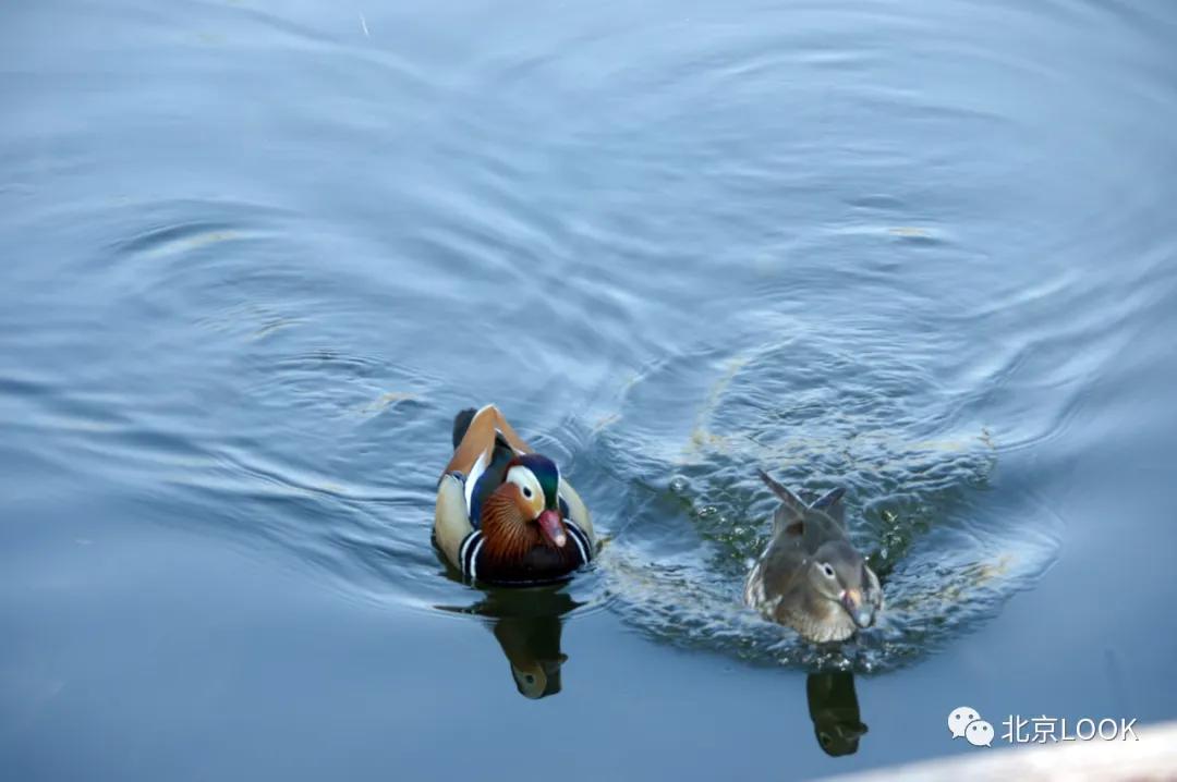 北京动物资源分布图,北京野生动物种类大全图片