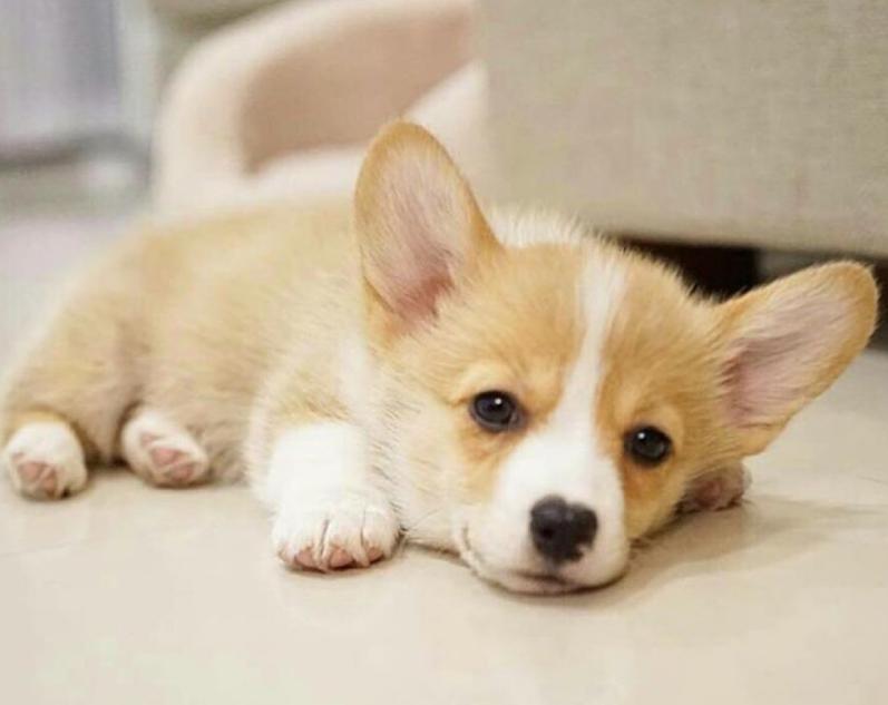 怎么给柯基配餐,如何正确为柯基搭配营养餐