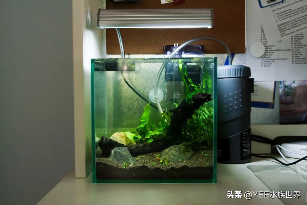 硝化细菌正确使用方法直播,硝化细菌正确使用方法加哪里