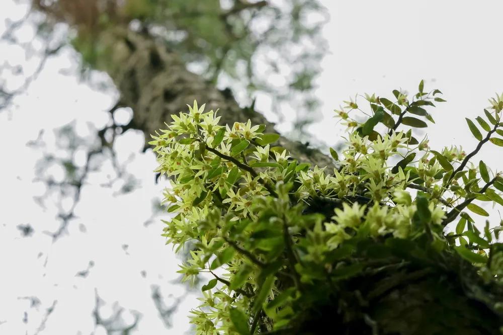 半山的酒店,半山酒店普洱