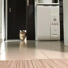 吸猫不得不知道的常识,沉迷吸猫的原因