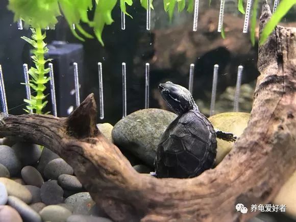 养龟环境该怎么弄,新手养龟要注意龟的哪些事项