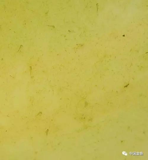 金鱼要配对繁殖吗多久可以繁殖,家庭养殖的草金鱼能自然繁殖吗