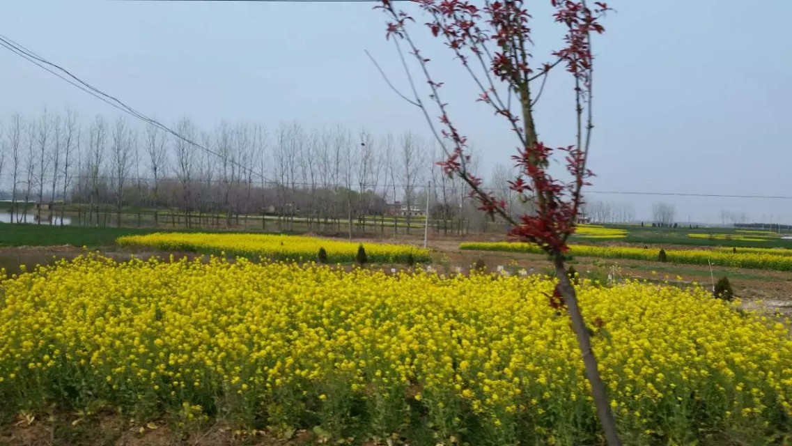 佳钓尼官方旗舰店美人鱼,佳钓尼赛事鱼护