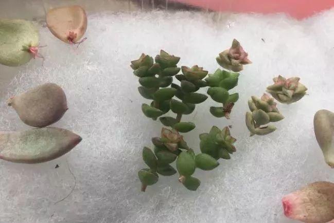 这3种多肉最适合新手,多肉扦插用什么方法最好