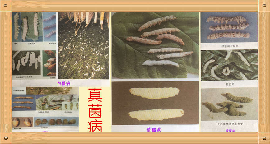 养蚕主要蚕病有哪些,蚕得病怎么办
