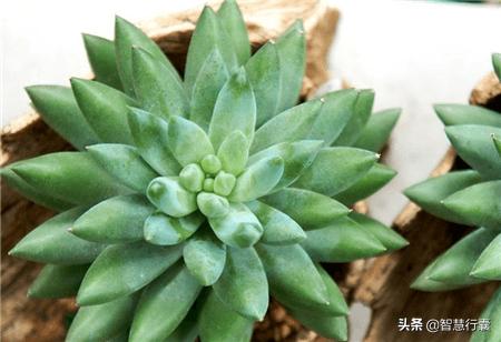 它像个小刺猬,一定会萌到你,并且花语还是积极的、有善意的