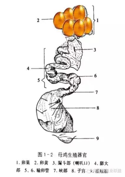 养殖蛋鸡的全套技术学习,蛋鸡不增蛋怎么办