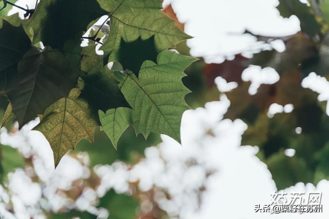 苏州有一条南京路,苏州古城区步行路线
