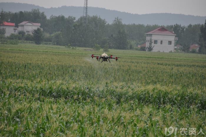玉米花生种植高产技术,玉米高产高效种植技术